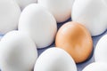 One brown egg in the middle of the white eggs Royalty Free Stock Photo