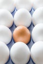 One brown egg in the middle of the white eggs Royalty Free Stock Photo