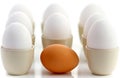One brown egg surrounded by white chicken eggs Royalty Free Stock Photo