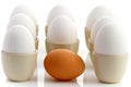 One brown egg surrounded by white chicken eggs 2 Royalty Free Stock Photo