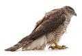 One brown falcon