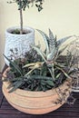 One brown flowerpot with green haworthia cactus plants with long leaves