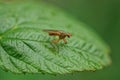 One brown fly sits on a green leaf Royalty Free Stock Photo