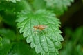 One brown fly sits on a green leaf of a plant nettle Royalty Free Stock Photo