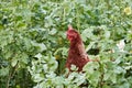 One brown free range chicken hiding in rapeseed field on organic farm