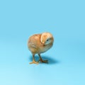 One brown fuzzy young chick is standing on a blue background