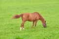 One brown horse grazing on an open green field on a meadow with copyspace. Chestnut pony or young foal eating grass on a Royalty Free Stock Photo