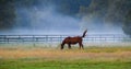 Horse grazing in pasture meadow in early morning blue grey fog Royalty Free Stock Photo