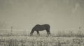 One brown Horse grazing in pasture meadow in early morning blue grey fog Royalty Free Stock Photo