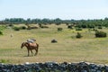 One brown horse in the great plain area Alvaret at the island Oland in Sweden