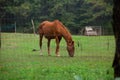 One brown horse profile in open air in foggy morning in green feald. Mall stand in stable in farm. Freedom concept