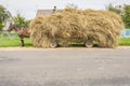 One brown horse transportation hay on wooden cart