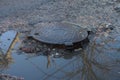 One brown iron manhole on the gray asphalt of the road near a puddle Royalty Free Stock Photo