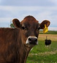 One brown Jersey cow looking at the camera Royalty Free Stock Photo