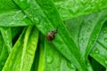 brown little snail sits on a wet green leaf of a plant in drops of water Royalty Free Stock Photo