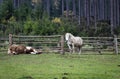 One brown lying horse and one white standing in a farmhouse