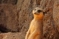 One brown meerkat looking at you Royalty Free Stock Photo