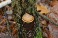 One brown mushroom on gray tree bark Royalty Free Stock Photo