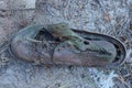 one brown old torn leather shoe lies on the gray sand Royalty Free Stock Photo