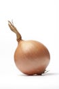 One brown onion on white background