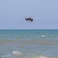 One brown pelican diving fast into the ocean to catch a fish Royalty Free Stock Photo