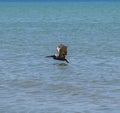 One brown pelican flying low above the ocean Royalty Free Stock Photo