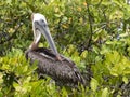 Brown Pelican, Pelecanus occidentalis urinator, resting on mangrove vegetation Galapagos, Santa Cruz, Ecuador. Royalty Free Stock Photo