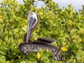 Brown Pelican, Pelecanus occidentalis urinator, sitting on mangrove over the sea in the Galapagos, Santa Cruz, Ecuador. Royalty Free Stock Photo