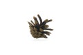 One brown pine cone side view on white isolated background Royalty Free Stock Photo