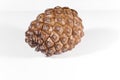 One Brown pine cone white isolated Royalty Free Stock Photo