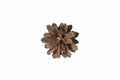 One brown pine cone on white isolated background  top view Royalty Free Stock Photo