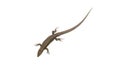 Lizard Royalty Free Stock Photo