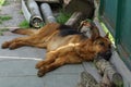 One brown shepherd dog lying on the street near