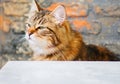 One brown Siberian domestic cat. Close up