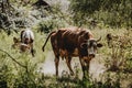 One brown skinny horned cow with one broken horn standing in the whirling dust under the trees, staring to the camera Royalty Free Stock Photo