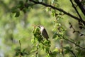 One brown sparrow eating on a tree Royalty Free Stock Photo