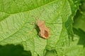 One brown stinky beetle sits on a green leaf