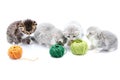 One brown striped adorable kitten and grey fluffy cute kitties are playing with orange and green yarn balls in white Royalty Free Stock Photo