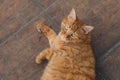 Brown tabby cat lying on floor looking at camera Royalty Free Stock Photo