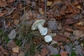 One brown toadstool mushroom growing lies dry grass and fallen leaves Royalty Free Stock Photo