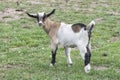 One brown, white, black horned, white baby goat kid, standing on the spring grass Royalty Free Stock Photo