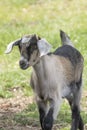 One brown, white, black horned, baby goat kid, standing on the spring grass Royalty Free Stock Photo