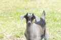 One brown, white, black horned, baby goat kid, standing on the spring grass, half body Royalty Free Stock Photo