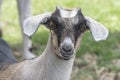 One brown, white, black horned, baby goat kid, standing on the spring grass, head shot Royalty Free Stock Photo