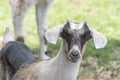 One brown, white, black horned, baby goat kid, standing on the spring grass, head shot Royalty Free Stock Photo