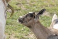 One brown, white, black horned, baby goat kid, standing on the spring grass, head shot Royalty Free Stock Photo