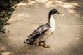 One brown and white duck walking on the sidewalk at a park Royalty Free Stock Photo