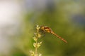 One brown and yellow dragonfly Royalty Free Stock Photo