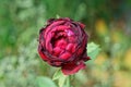 One bud of a red round rose on a stem