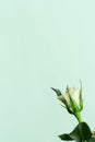 One bud of a white rose on a light green background. Bloom. Close-up. Macro. Royalty Free Stock Photo